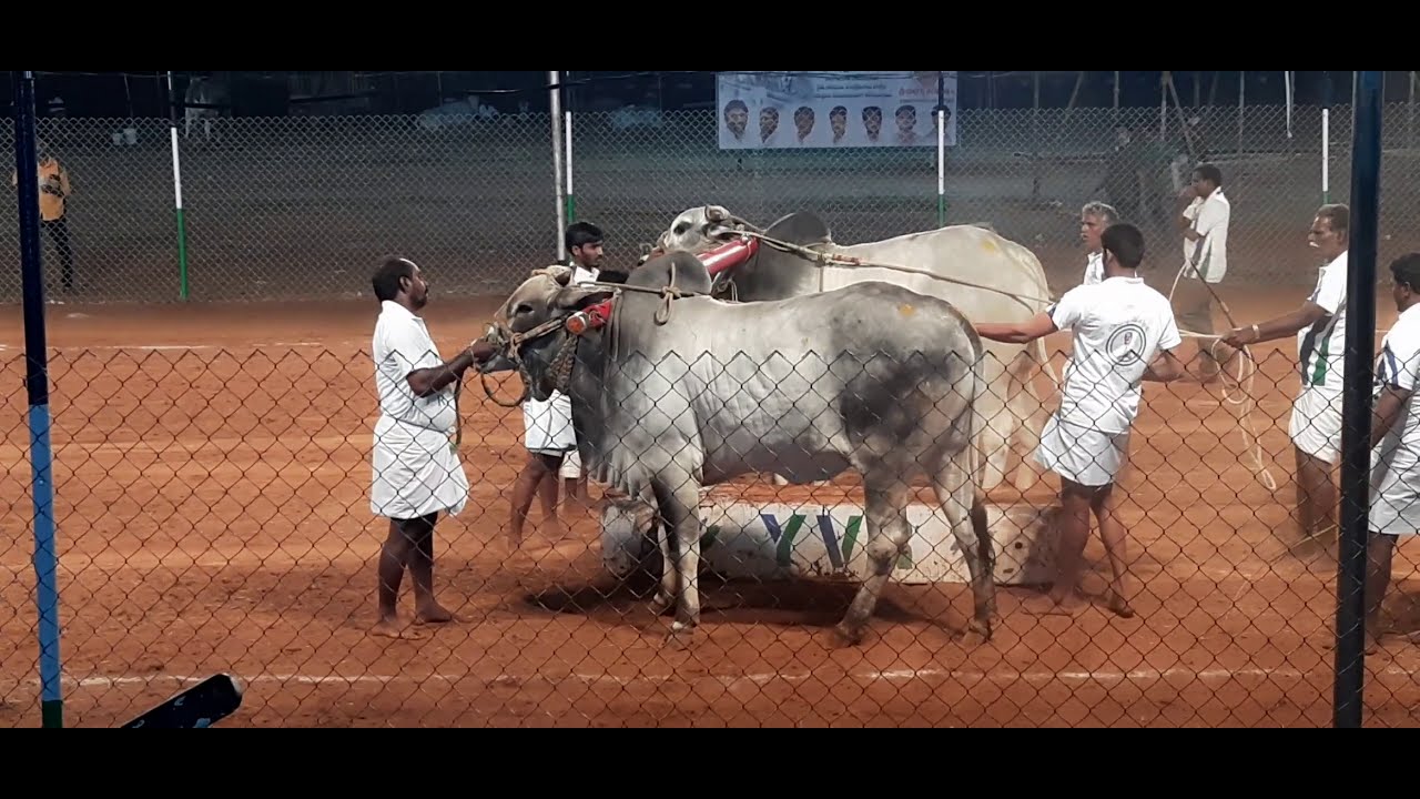 Ongole Bulls Race in Patama Vijayawada Andhra Pradesh, Ongole Bulls