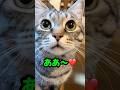 呼ぶと「ああ〜❤️」お返事可愛いすぎるピノちゃま❤️ママと会話😻 #保護猫 #猫 #かわいい猫