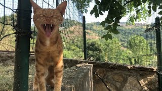 Cat is super happy because she left the clinic after treatment