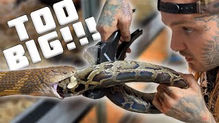 King Cobra tries eating a Python that is WAY TOO BIG ! *had to help* Profile