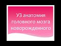 УЗ анатомия головного мозга новорожденного