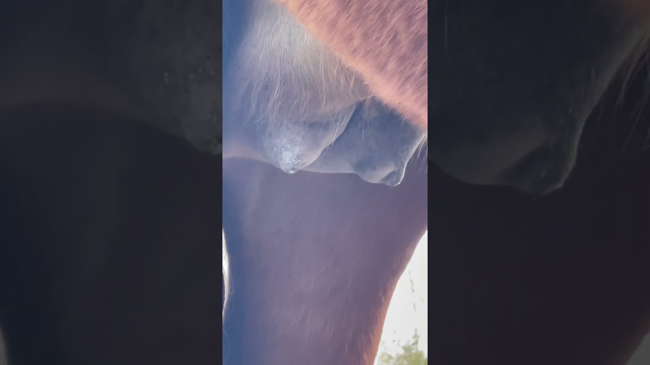 Expecting A Foal TONIGHT Signs Foaling Is Near Shorts Horsebirth Horse Mare Babyhorse