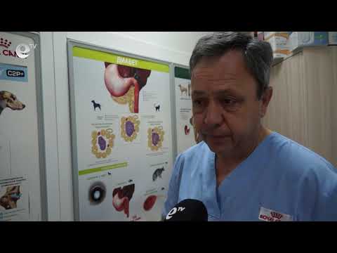 Видео: WBC (Бяла кръвна клетка) Брой: Цел, процедура и резултати