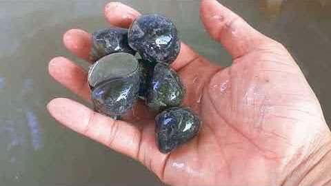 Cách Nuôi Ốc BƯƠU ĐEN, Ốc LÁC Bằng Thùng Xốp Đơn Giản Hiệu Quả Cao.