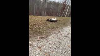 Donkey Gets Stuck on Its Back While Rolling in Grass