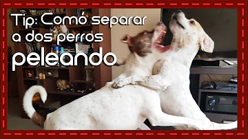 ¿Cuáles son las dos cosas que nunca debes hacer para poner fin a una pelea de perros?