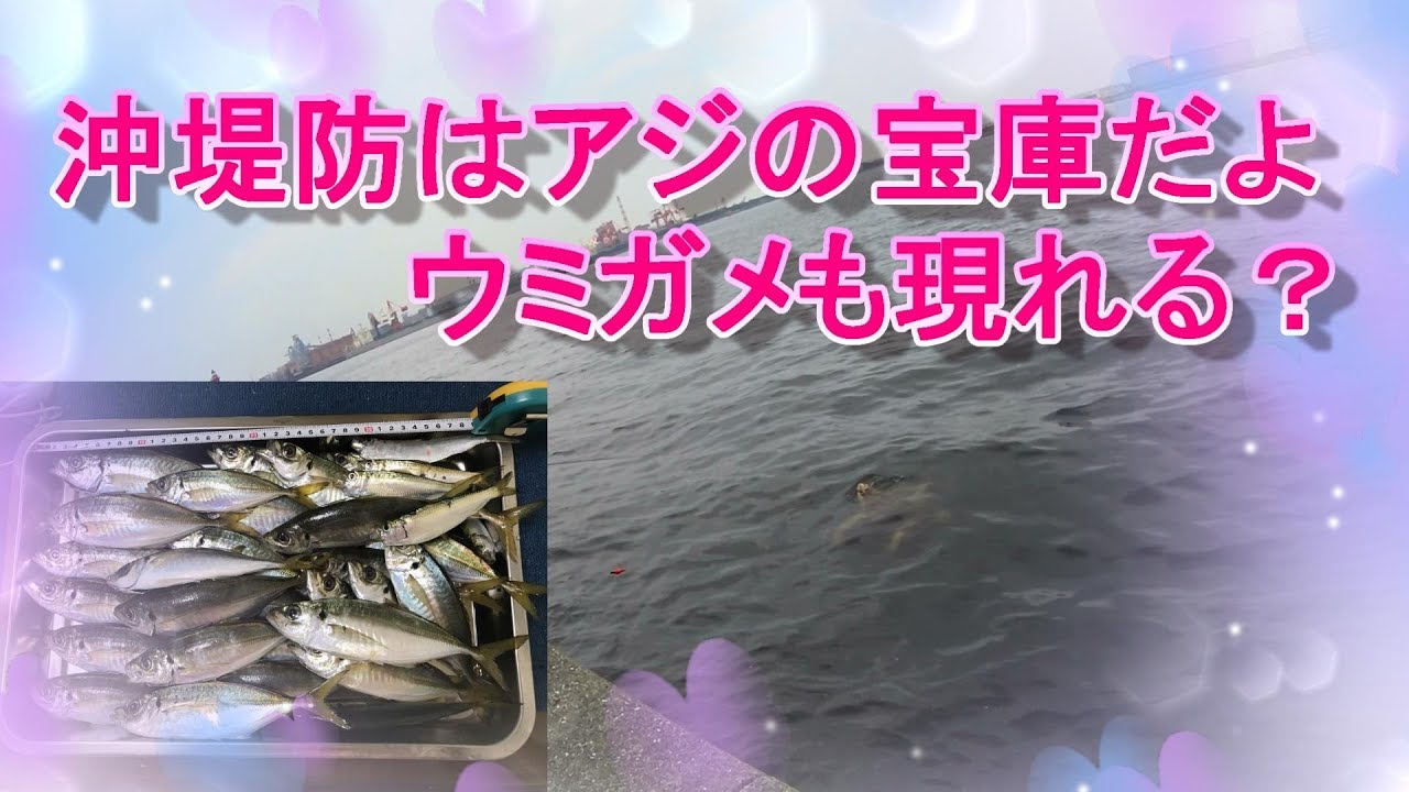 鰺のサビキ釣り 川崎新提 してたらブッコミ仕掛けに大物がかかって正体がウミガメでビックリした Youtube 鰺のサビキ釣り 川崎新提 してたらブッコミ仕掛けに大物がかかって正体がウミガメでビックリした Youtube