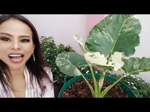 รีวิวน้องใหม่ของบ้าน บอนกระดาษด่างขาว "Alocasia macrorrhizos "