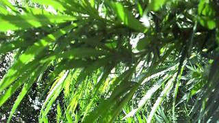 budz2