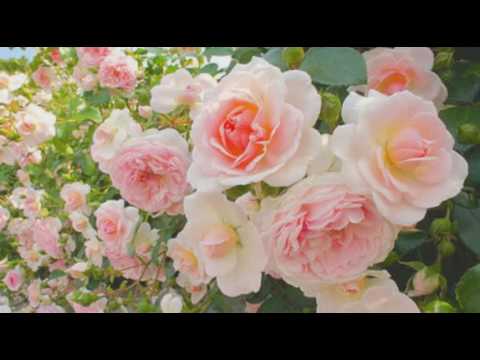 [everysing] 君は薔薇より美しい