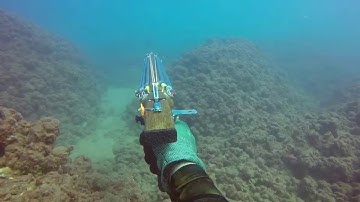 B Daniel polispast Invert roller catching a nice striped bream in Israel