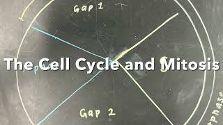 The Cell Cycle and Mitosis Stop Motion