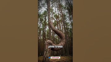 Poland Mysterious pine trees 🤯#shortsvideo#trending#trees