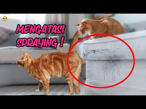 Video: Anjing dengan Mudah Melompati Gerbang Dapur Adalah Hidup Terbaik Nya