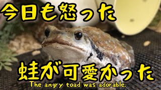 Due to their meal, my toads always get angry .蛙の喧嘩はいつもご飯から始まる