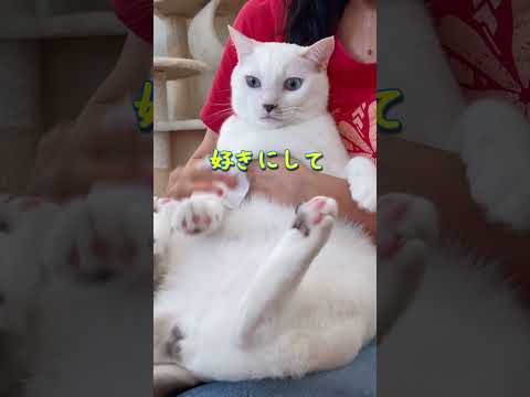 人間を信頼し過ぎてる猫はこうなりますまとめ