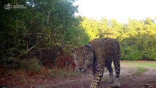 ¿Cómo ruge un jaguar? / How does a jaguar roar?