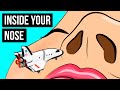 A Journey in Your Nose to See How Smell Works