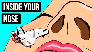 A Journey in Your Nose to See How Smell Works