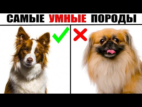 5 Самых Быстрообучаемых Пород Собак в Мире