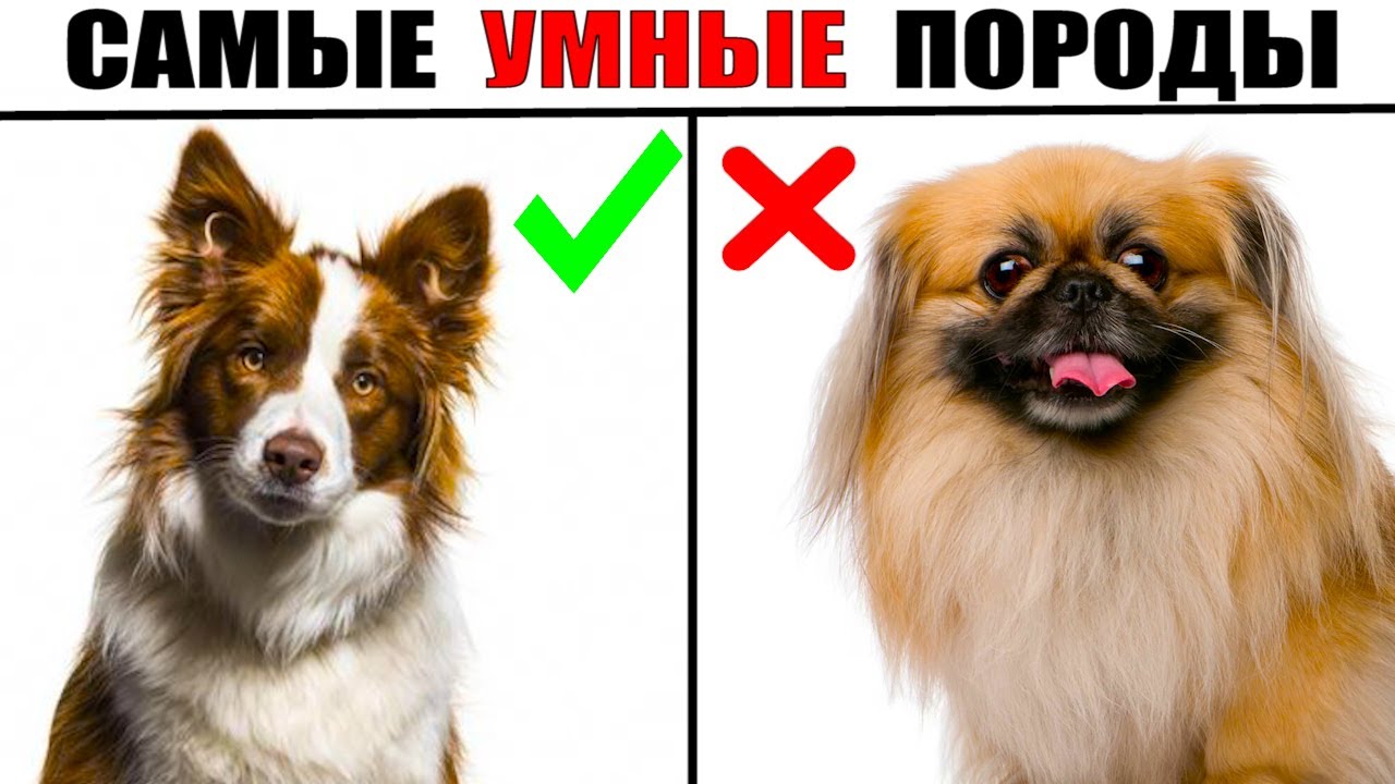 все породы мелких домашних собак