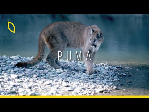Puma Belgeseli: Dağ Aslanı
