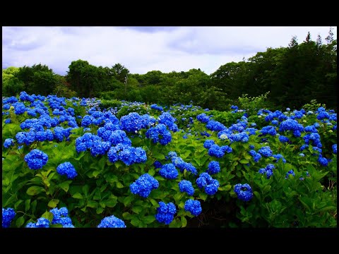 飯綱東高原🐾霊仙寺湖畔の紫陽花a