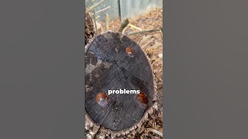 Burning Stumps WRONG? What Foresters Wish You Knew!