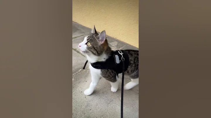 the best part about walkies is chatting to the birds 🐦 || ekekekkekkek