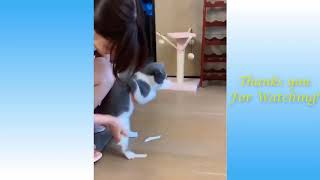 best funny cats    and dogs    of the year   try not to laugh challenge #cat by No Cat No life 20 views 3 years ago 10 minutes, 33 seconds