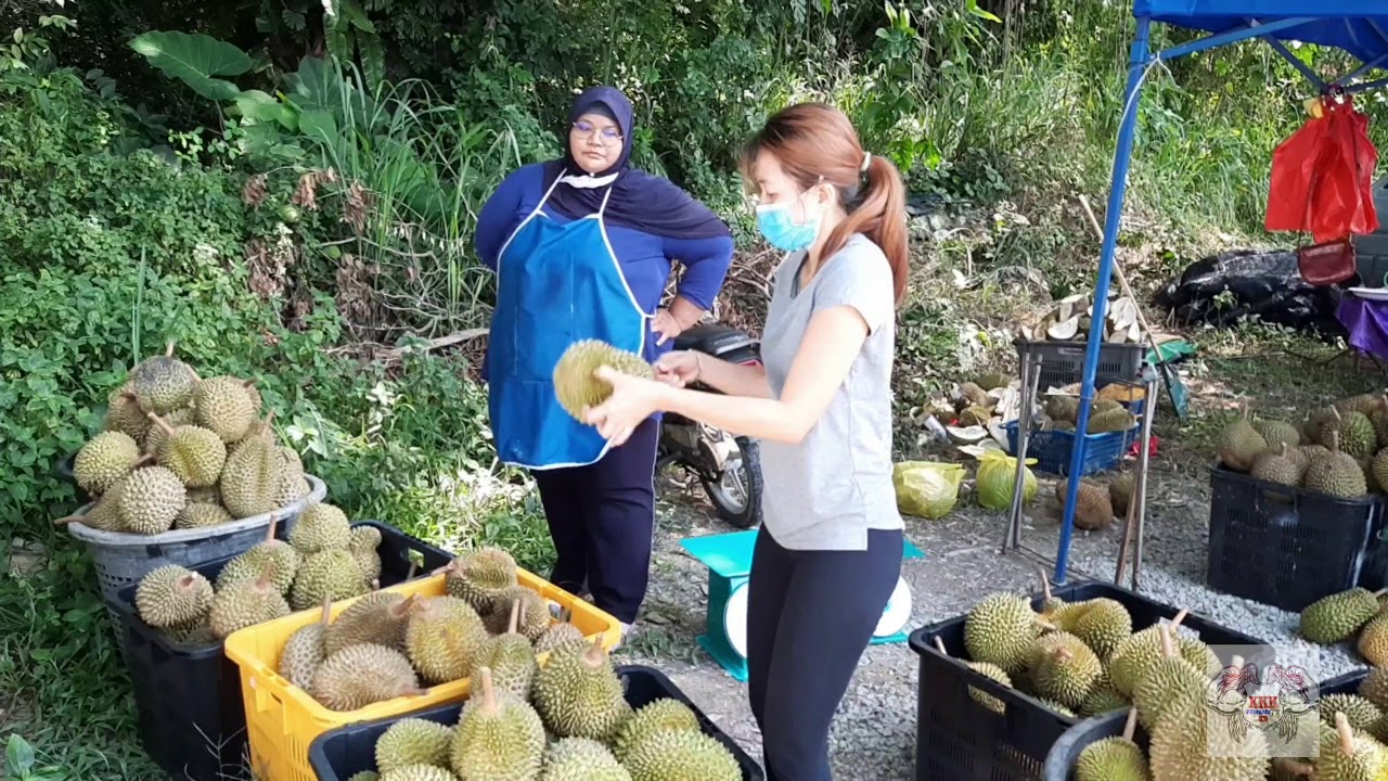 CABARAN BELI DURIAN TANPA CASH - RAUB Ah Moi tidak Puas ...