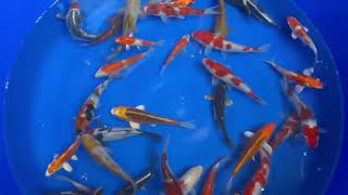 KOI Nisai Mix 13 - 18 cm