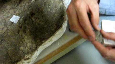 Fossilized Dinosaur Skin