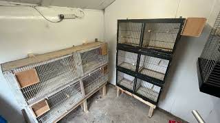 About Me? New Budgie Breeding Channel by David Morgan 86 views 7 months ago 51 seconds