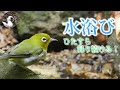 【野鳥観察】水浴びに来る野鳥たち！森の水辺にメジロ、キビタキ！　Vlog33