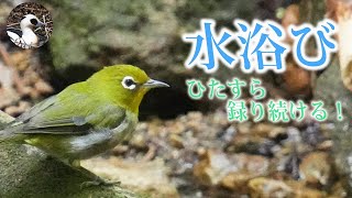 【野鳥観察】水浴びに来る野鳥たち！森の水辺にメジロ、キビタキ！　Vlog33