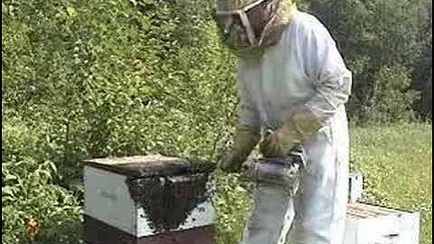 Honey Bees - Life Cycle