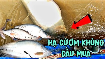 Thả Câu Thác Lác Cờm Đầu Mùa Dính Con Cá Khũng 3,7kg /Định Nguyễn Hậu Giang