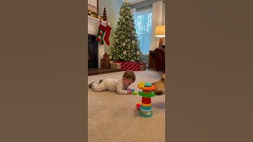 😍🐶🙈 #funny #goldenretreivers