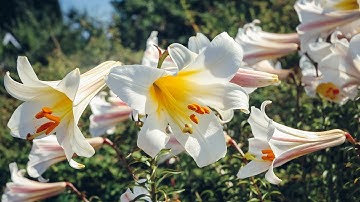 Lily Basics – Family Plot