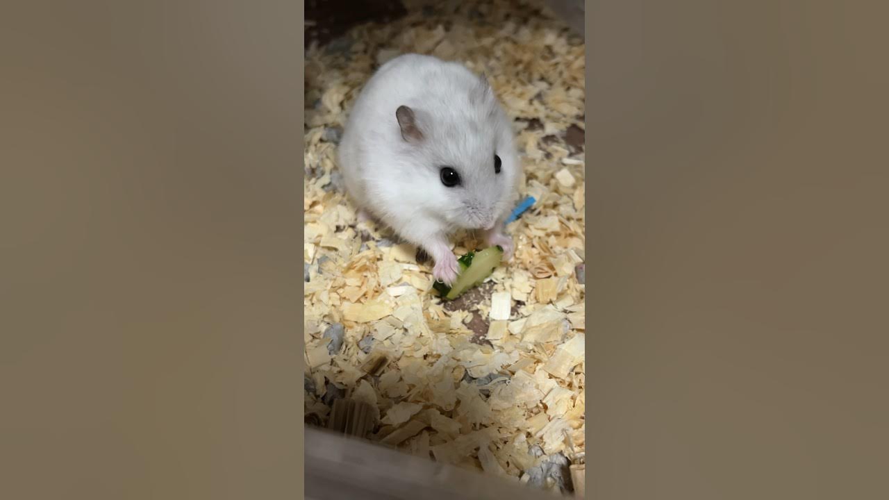 try cucumber きゅうり食べてみたhamster ハムスター - MaxresDefault try cucumber きゅうり食べてみたhamster ハムスター - MaxresDefault