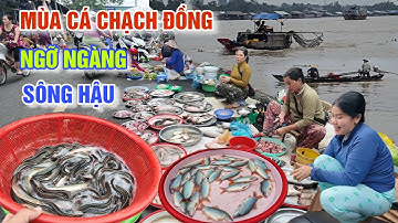 BẤT NGỜ CÁ CHẠCH ĐỒNG ĐỔ BỘ TRÊN BỜ SÔNG HẬU MÙA NƯỚC LŨ RÚT Ở CHỢ CHỢ THỐT NỐT