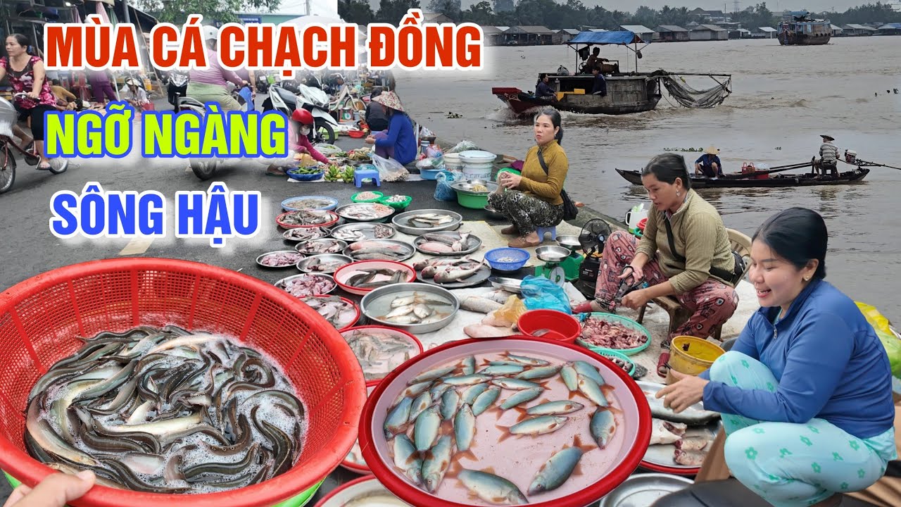 BẤT NGỜ CÁ CHẠCH ĐỒNG ĐỔ BỘ TRÊN BỜ SÔNG HẬU MÙA NƯỚC LŨ RÚT Ở CHỢ CHỢ THỐT NỐT