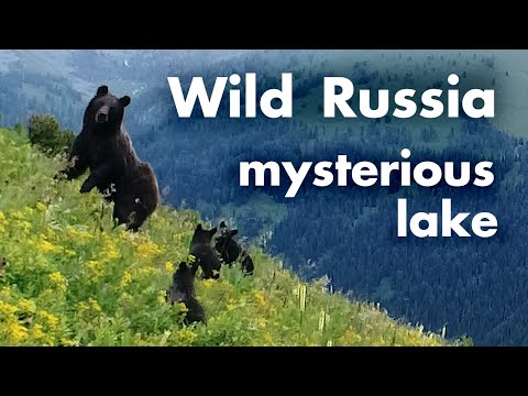 Mountain Altai 2020. Lake Taimenye. Katunsky reserve. Wild animals and plants of Siberia. Russia
