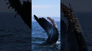 Massive Humback Whale Fluking