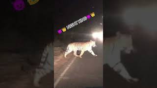 the night King Amar Raat ke Shikari jaaye 😈😈👑😈😈👑😈👑🥀
