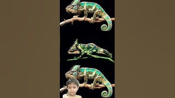 Thumbnail of #animals #chameleon #reptiles #ameleon #art #chamaeleon #veiledchameleon #music #song #lizard