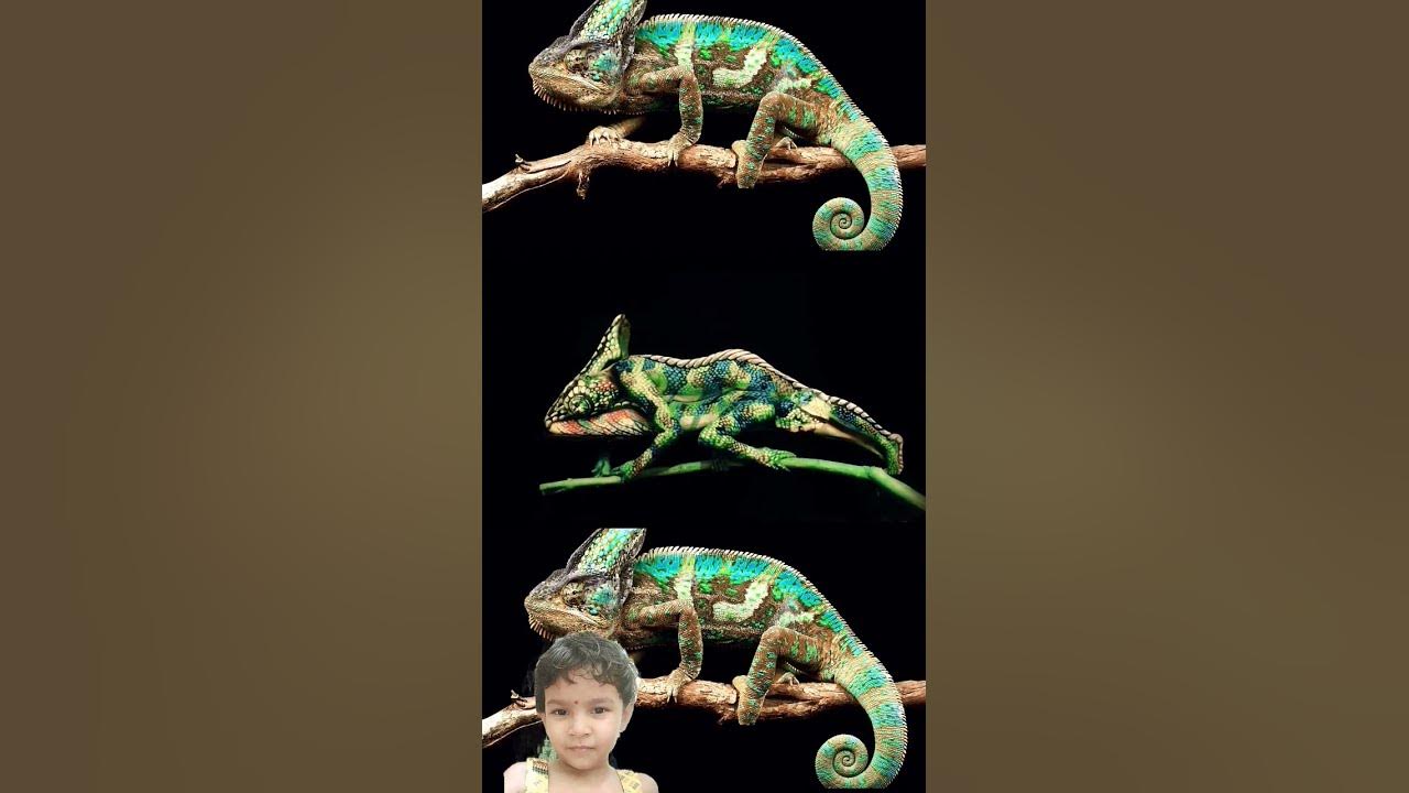 #animals #chameleon #reptiles #ameleon #art #chamaeleon #veiledchameleon #music #song #lizard #animals #chameleon #reptiles #ameleon #art #chamaeleon #veiledchameleon #music #song #lizard