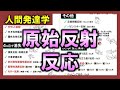 【人間発達学②】原始反射・反応（ガラント反射・モロー反射・非対称性緊張性頸反射・立ち直り反応など）【理学療法士・作業療法士】