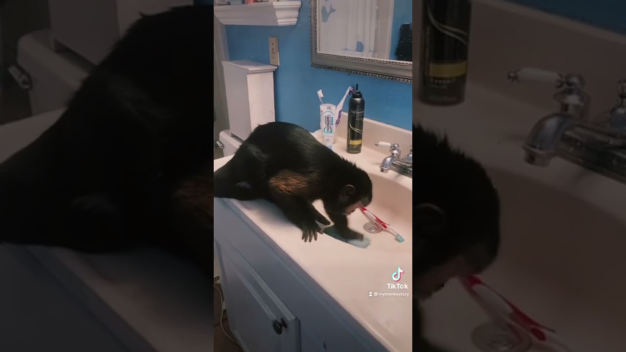Monkey Caught Cleaning The Bathroom Sink || PETASTIC 🐾